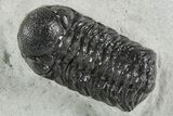 Detailed Austerops Trilobite - Ofaten, Morocco #351915-1